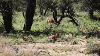 Beautiful impalas which are antelopes of the African savannah of South Africa, living in the wildlife of the Kruger National Park, these animals are very observed by safaris and are targets of predators.