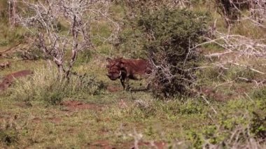Warthogs enjoying the wildlife of the African savannah in the Kruger National Park in South Africa, this animal is the target of safaris thanks to the fictional character Pumba.