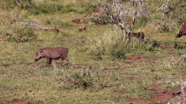 Warthogs enjoying the wildlife of the African savannah in the Kruger National Park in South Africa, this animal is the target of safaris thanks to the fictional character Pumba.