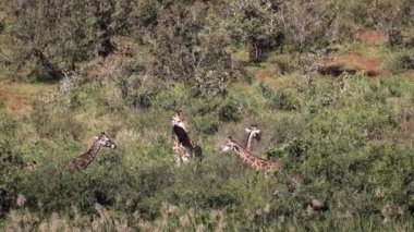 Giraffes enjoying the vegetation of the African savannah in the Kruger National Park in South Africa, where these herbivorous animals live in harmony and in the wildlife.