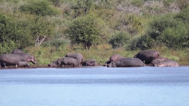 Hippos River African Savannah South Africa Animals Very Dangerous Aggressive — Video Stock