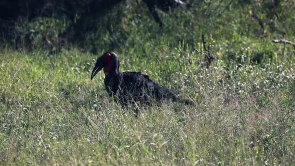 Southern Ground Hornbill Living Wildlife African Savannah Kruger National Park — Stock video