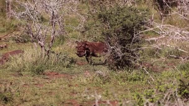 Warthogs Enjoying Wildlife African Savannah Kruger National Park South Africa — Vídeo de Stock