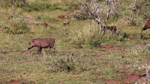 Бородавочники Наслаждаются Дикой Природой Африканской Саванны Национальном Парке Крюгера Южной — стоковое видео