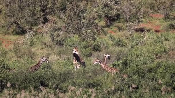 Giraffes Enjoying Vegetation African Savannah Kruger National Park South Africa — Video Stock