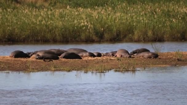 Ιπποπόταμος Ένα Ποτάμιο Νησί Στην Αφρικανική Σαβάνα Της Νότιας Αφρικής — Αρχείο Βίντεο