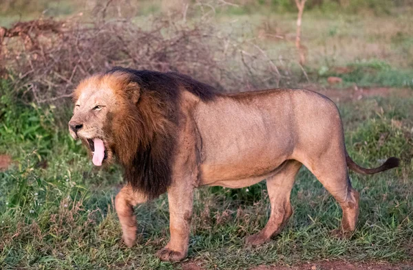 Lion Great Hunter African Savannah South Africa Animal Great African — Fotografia de Stock