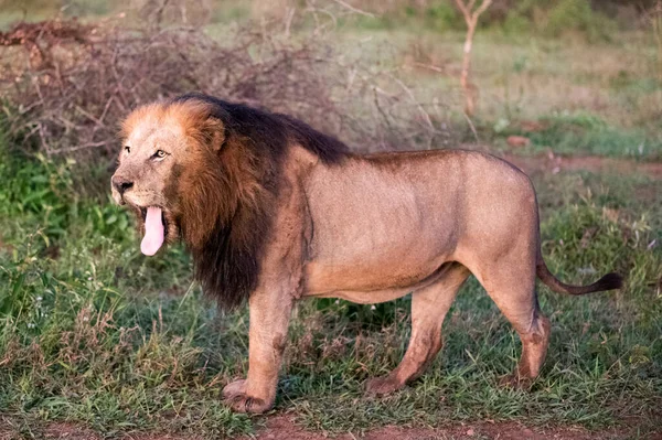 African Lion Specimen Middle South African African Savannah Dawn Living — Stock Fotó