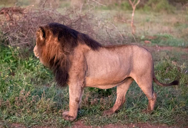 Beautiful Specimen African Lion Middle African Savannah South Africa Star — Stock fotografie