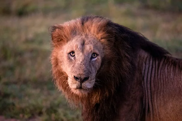 Погляд Великого Мисливця Африканської Савани Знаменитого Лева Африки Тварина Одна — стокове фото