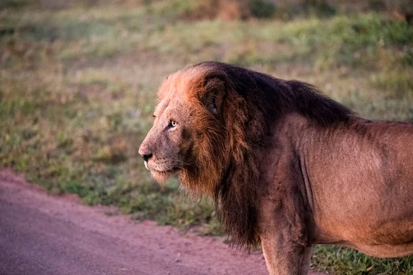 Lion Dawn South African Savannah Animal Great Predator One Five — Zdjęcie stockowe