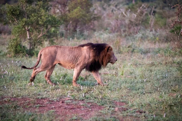 Lion Walking African Savannah South Africa Great African Predator Well — Stock fotografie