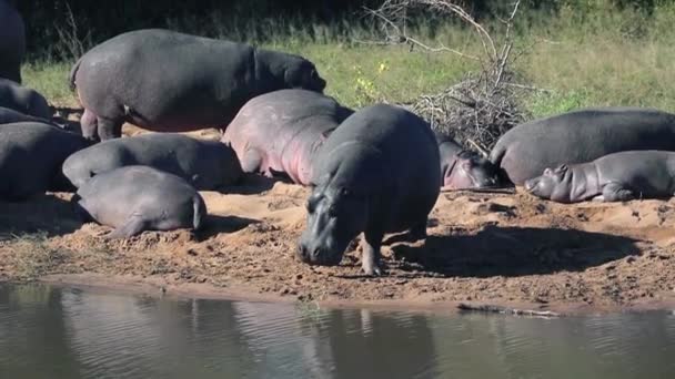 Hippos Enjoying River African Savannah South Africa Aquatic Animals Amphibians — Vídeo de Stock