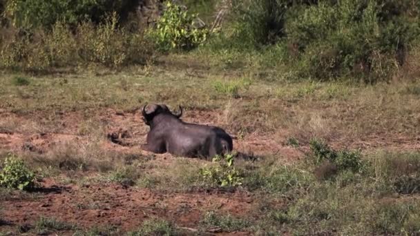 Brown Buffalo Artiodactyl Mammal Inhabits Forests Savannahs Africa One Stars — Vídeo de stock