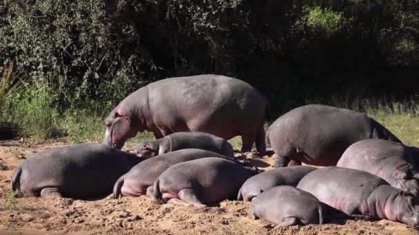 Hippos Gathered River Banks African Savannah South Africa Aquatic Amphibious — Stock Video