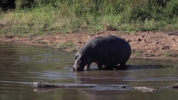 Бегемот Попадающий Реку Африканской Саванне Южной Африки Африканское Животное Является — стоковое видео