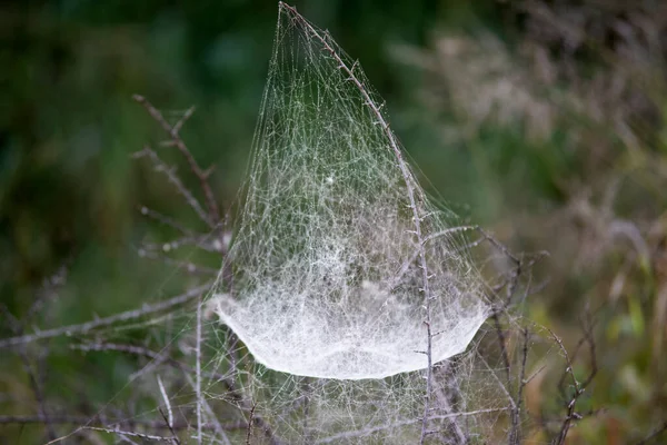 Beautiful Spider Web African Savannah South Africa Type Arachnid Lives — Stock Photo, Image