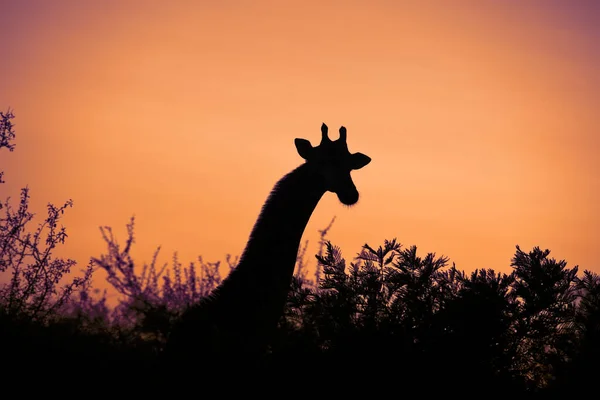 Silhouette African Giraffe Specimen African Savannah South Africa Orange Sky — Stok fotoğraf
