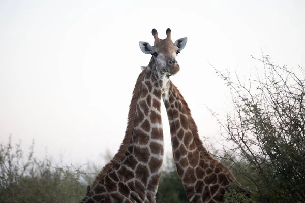 Pair African Giraffes African Savannah South Africa Herbivorous Animals Stars — Stok fotoğraf
