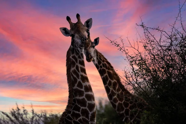 Pair African Giraffes African Savannah South Africa Beautiful Sunset Sky — Stok fotoğraf