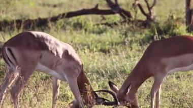 Male impala fighting these artiodactyl mammals and African antelopes live in the wild in the African savannah of South Africa and fight to mate with females.