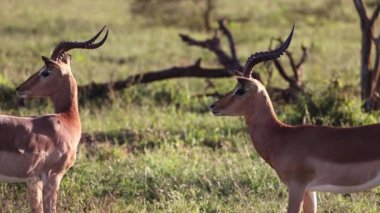 Male impalas, these artiodactyl mammals and African antelopes live in the wild in the African savannah of South Africa and fight for females, the savannah is full of these herbivorous animals.