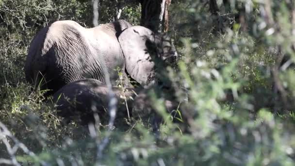 African Elephants African Savannah South Africa Largest Herbivorous Terrestrial Mammalian — Stock video