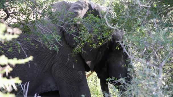 Αφρικανικός Ελέφαντας Της Αφρικανικής Σαβάνας Της Νότιας Αφρικής Είναι Μεγαλύτερο — Αρχείο Βίντεο