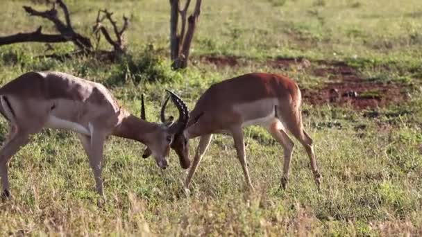 Impala Species Artiodactyl Mammal African Antelope Lives Wild African Savannah — Stockvideo
