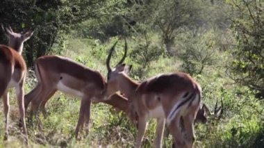 Community of impalas that are herbivorous artiodactyl mammals of the African savannah of South Africa, the savannah is full of this type of African antelopes that are observed on safari.