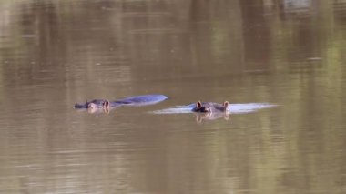 Hippopotamus enjoying the lake in the African savannah of South Africa, this type of amphibious mammals are very dangerous and difficult to see on safari.