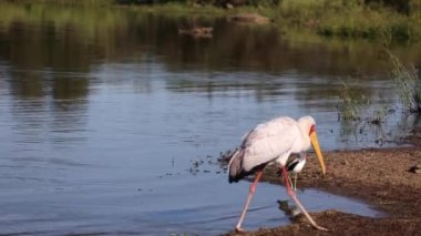 Famous African tantalus or yellow-billed stork walking on the lake or river of the African savannah of South Africa, it is an animal similar to storks and very attractive for safaris.
