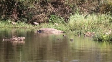 Crocodile and birds enjoying the lake and river of the African savannah in South Africa, these waters are very dangerous and crocodiles are very difficult to see on safari.