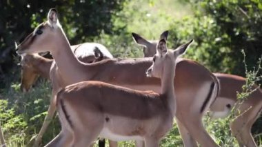 Impalas enjoying the African savannah these herbivorous artiodactyls live in the wildlife, these antelopes of the African savannah of South Africa come across on tourist safaris.