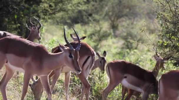 Impalas Which Herbivorous Artiodactyl Mammals Antelopes African Savannah South Africa — Stock videók