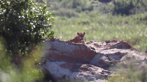 Lion Lying Rock Enjoying Sun Rays African Savannah South Africa — Stock videók