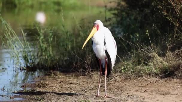 Famous African Tantalus Yellow Billed Stork Enjoying African Savannah South — Stock video