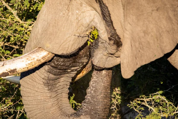 African Elephant Eating Grass Trees Its Trunk African Savannah South — Stock Photo, Image