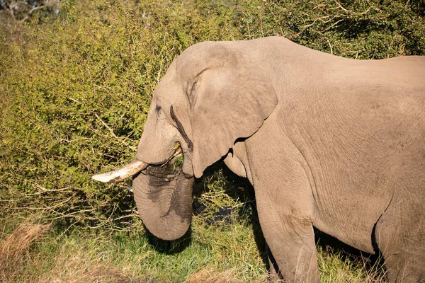 Вид Африканского Слона Огромным Хоботком Красивыми Ивовыми Тушками Обитающими Дикой — стоковое фото