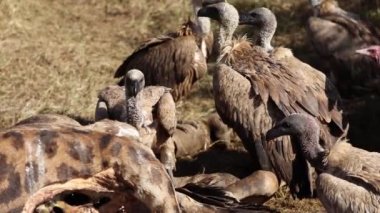 African white-backed vultures (Gyps africanus) eating the remains of a giraffe on the African savanna in South Africa, these carnivorous scavengers are very dangerous for the dead animals.