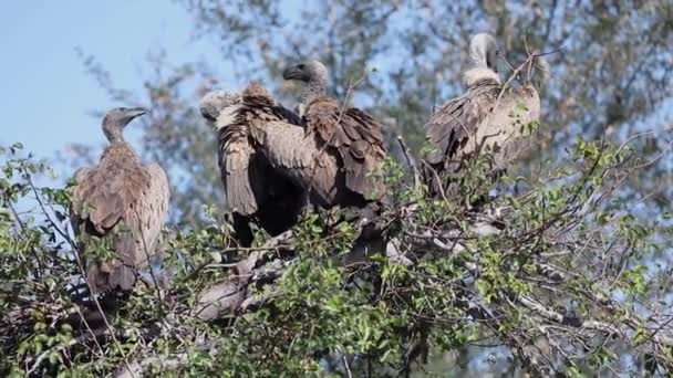 African White Backed Vultures Gyps Africanus Resting Tree African Savannah — ストック動画