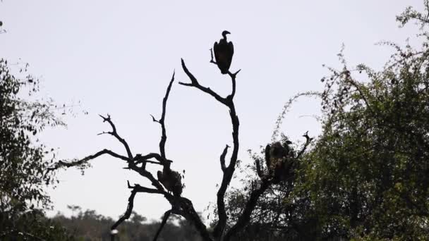 Several African White Backed Vultures Gyps Africanus Resting Branches Tree — Stock Video