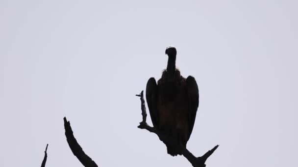 African White Backed Vulture Gyps Africanus Resting Tree African Savannah — 图库视频影像