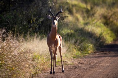 Beautiful impala in the middle of an African savannah road this species of artiodactyl mammal is an African antelope that lives in the wildlife on the African savannah throughout the African continent.