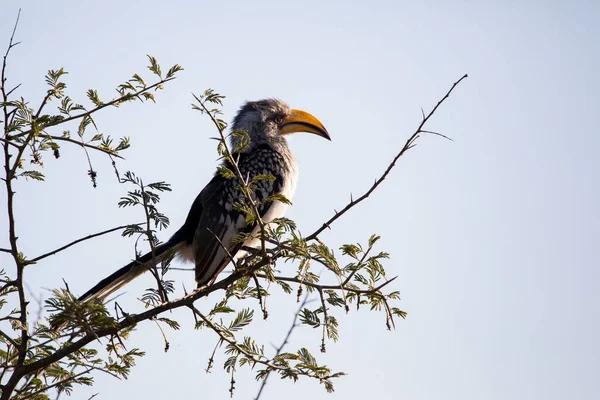 Jackson's Hornbill on a tree in the African savannah of South Africa. These South African birds are very beautiful and are abundant all over the African continent, mainly in the African savannah.