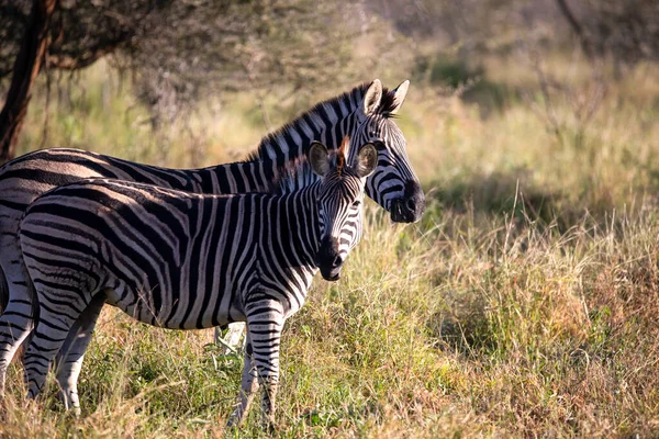 Two Zebras African Savannah South Africa Herbivorous Animals Often Seen — Stockfoto