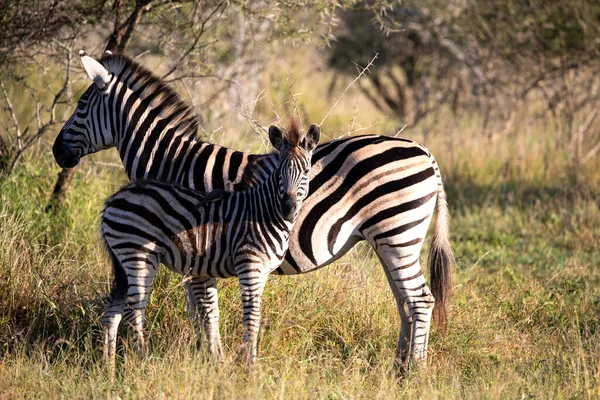 Zebras African Savannah Live Wild African Wildlife Animals Often Seen — Stock Fotó