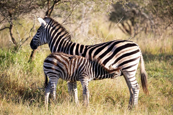 Zebra Its Calf Suckling Middle African Savannah Live Freedom African — Stockfoto