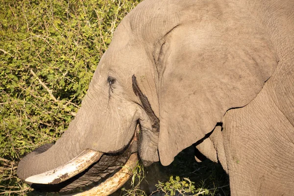 Большой Экземпляр Африканского Слона Длинным Стволом Африканской Саванне Травоядное Животное — стоковое фото