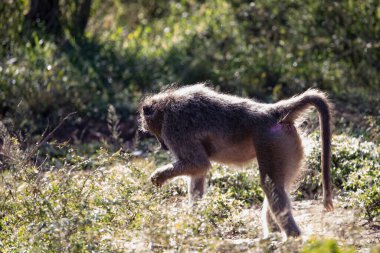 The famous Papio monkey or commonly known as Baboon in the African savannah of South Africa is an extremely strong and agile animal that climbs trees quickly.